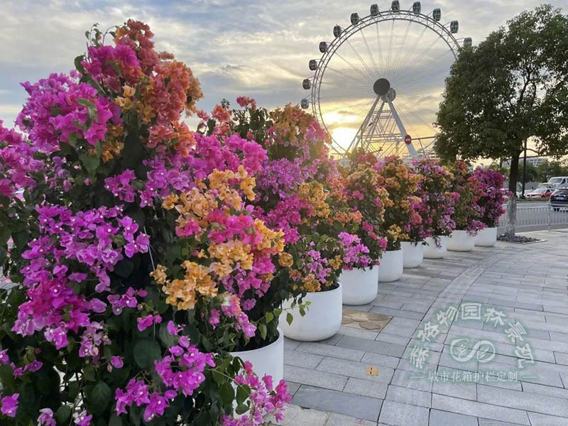 花箱组合种植效果图